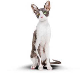 Очень худой котик с белой грудкой сидит и смотрит на вас.