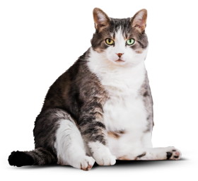 Жирный пушистый котик с белой грудкой сидит и смотрит на вас.